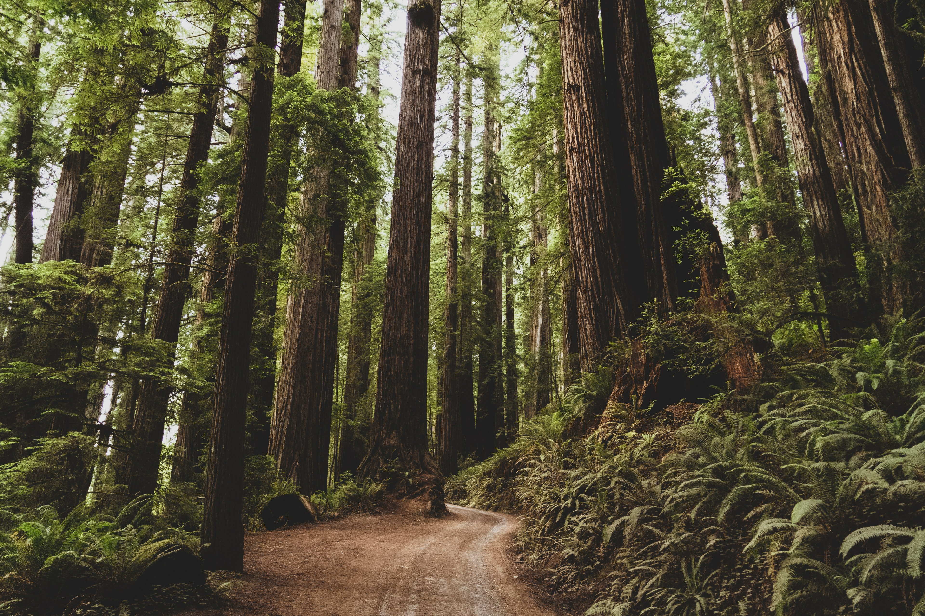 Redwood Background